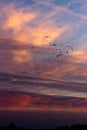 Migrating geese flocks at sunset