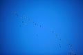 Migrating geese flying in formation Royalty Free Stock Photo