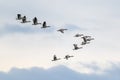 Migrating Geese flying in V formation Royalty Free Stock Photo