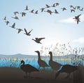 Migrating geese from lake shore Royalty Free Stock Photo