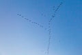 Migrating Geese