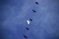 Migrating Geese & the Moon Royalty Free Stock Photo