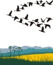 Migrating geese in the spring