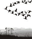 Migrating Geese In The Spring And Autumn