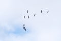 Migrating Greater White fronted Geese Overhead Royalty Free Stock Photo