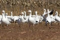 Migrating Greating Snow Geese Royalty Free Stock Photo