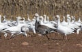 Migrating Greating Snow Geese Royalty Free Stock Photo