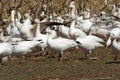 Migrating Greating Snow Geese Royalty Free Stock Photo