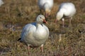 Migrating Greating Snow Geese Royalty Free Stock Photo