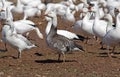 Migrating Greating Snow Geese Royalty Free Stock Photo