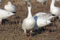 Migrating Greating Snow Geese Royalty Free Stock Photo