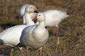 Migrating Greating Snow Geese Royalty Free Stock Photo