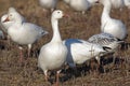 Migrating Greating Snow Geese Royalty Free Stock Photo