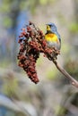 Male Northern Parula Warbler In Staghorn Sumac