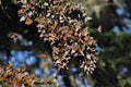 Migrating Monarch Butterflies