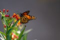Feeding Monarch Butterfly in a Garden Royalty Free Stock Photo