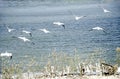 Migrating Pelicans on shores of artificial lake