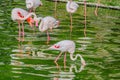 Migrating pink flamingo bird walking and looking away on rocky plain shore of green pond in lush green tropical forest Royalty Free Stock Photo