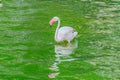 Migrating pink flamingo bird walking and looking away on rocky plain shore of green pond in lush green tropical forest Royalty Free Stock Photo