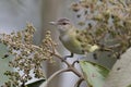 Migrating Red-eyed Vireo Perched in a Tree - Panama Royalty Free Stock Photo