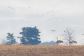 Migrating sandhill cranes invade a farm Royalty Free Stock Photo