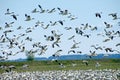 Migrating Snow Geese