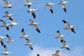 Migrating Snow Geese Royalty Free Stock Photo