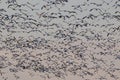 Migrating snow geese in Eastern Ontario, Canada Royalty Free Stock Photo