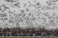 Migrating snow geese in Eastern Ontario, Canada Royalty Free Stock Photo