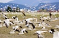 Migrating Snow Geese in flight Royalty Free Stock Photo