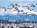 Migrating Snow Geese in flight