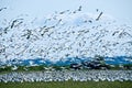 Migrating Snow Geese Flock Royalty Free Stock Photo