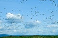 Migrating Snow Geese Flock