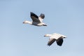 Migrating Snow Geese Royalty Free Stock Photo