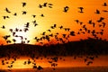 Migrating Snow Geese Fly at Sunrise