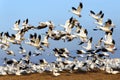 Migrating Snow Geese Fly Up Into Blue Sky Royalty Free Stock Photo