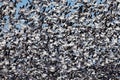Migrating snow geese