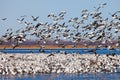 Migrating snow geese