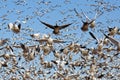 Migrating Snow Geese Take Flight