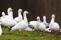 Migrating Snow goose Royalty Free Stock Photo