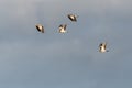 Migrating Stock Doves
