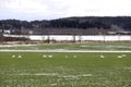 Migrating Swans on Field in the Spring