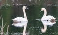 Migrating Swans