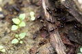 Migrating termites shoot in closeup Royalty Free Stock Photo