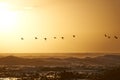 Migrating to a warmer climate. Birds flying over a South African landscape at sunrise. Royalty Free Stock Photo