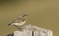 A migrating Wheatear, Oenanthe oenanthe, perching on a post in a meadow. Royalty Free Stock Photo