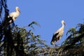 Migrating white storks on a tree