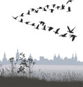 Migrating wild geese of the country