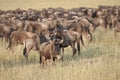 Migrating Wildebeest in the Mara