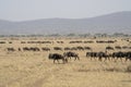 Migrating Wildebeest in the Serengeti